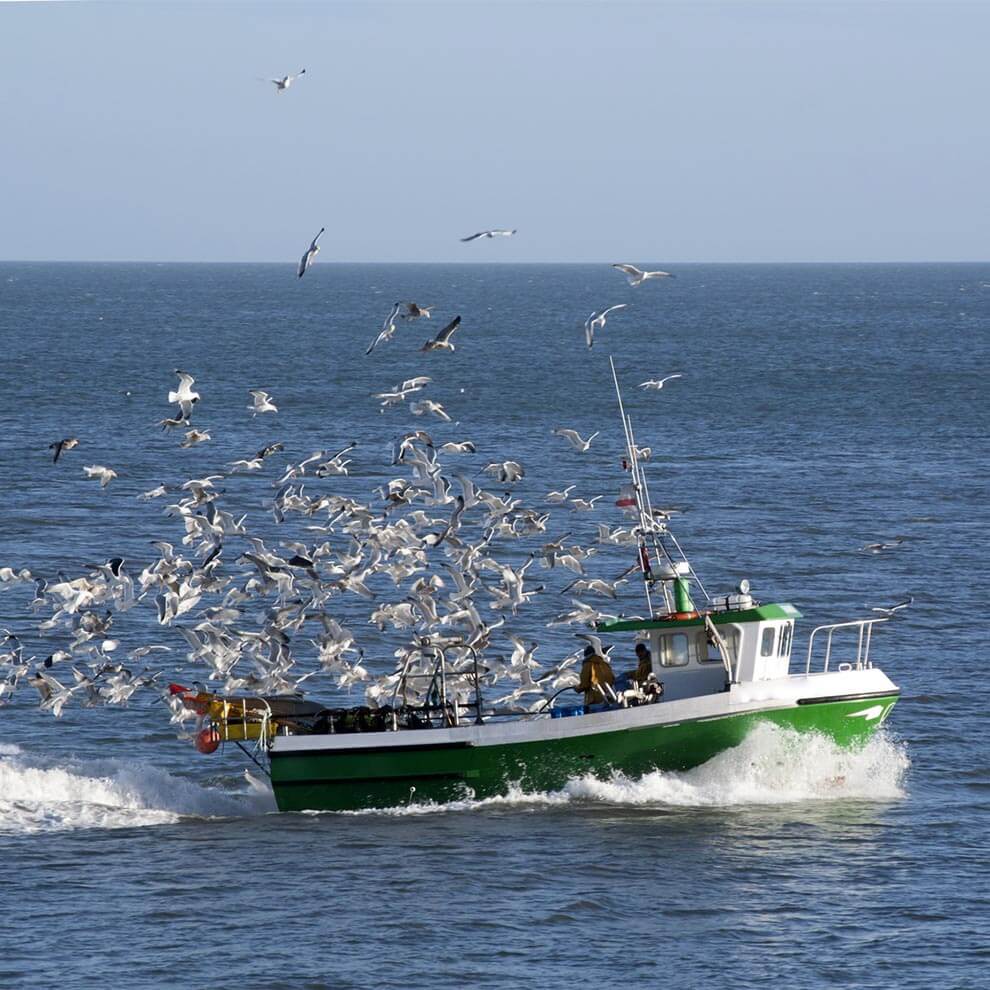 A boat sails on the sea, surrounded by a flock of birds.