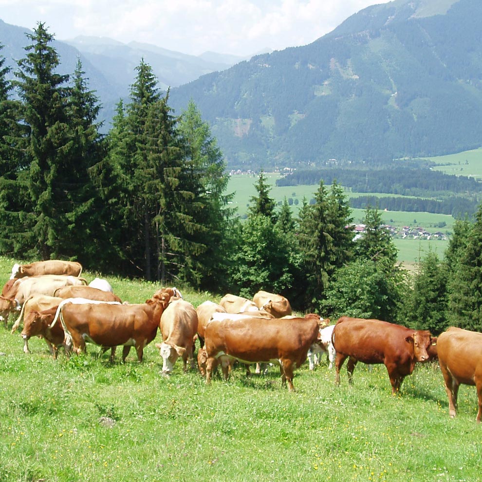 Cows graze on a lush green meadow with a backdrop of towering mountains and dense forests.