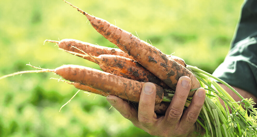 A hand holds freshly harvested carrots with green tops against a blurred green background.